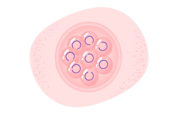 Embryokultivierung image